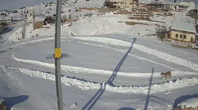 Sivas'ta Vaşağın Tavşan Avı Kamerada: Nefes Kesen Anlar!