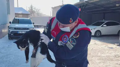 Motora Sıkışan Yaralı Kedi İçin HAYDİ Seferber Oldu!