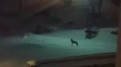 Sivas'ta Aç Kalan Kurtlar Köyü Bastı: Köpekleri Telef Ettiler!