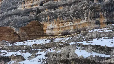 1600 Rakımda Mücadele: Hayvanlar İçin Dev Kayalıklara Tırmandılar