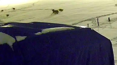 Aç Kurtların Köpek Avı Kamerada: Kurt Sürüsü Çiftliği Bastı