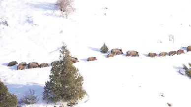 Sivas'ta -20 Derecede Şaşırtan Görüntü: Domuz Sürüsü Buzlu Suda!