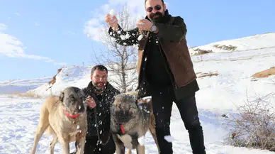 Sivas’ta Kar Yağdı, Kangallar Özlerine Döndü
