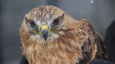 Sivas'ta Karlara Gömülen Kızıl Şahin İçin Seferber Oldular