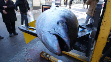 Atlantik'ten Erzincan'a: 3 Metrelik Dev Balık Görenleri Şaşırttı