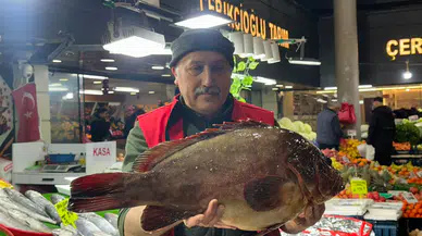 Sivas’ta Dev Orfoz Balığı Tezgahta: Fiyatı Altınla Yarışıyor