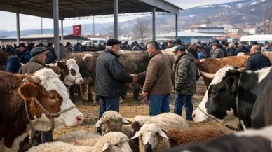 Hayvan Pazarları Ne Zaman Açılacak? Beklenen Karar Çıktı