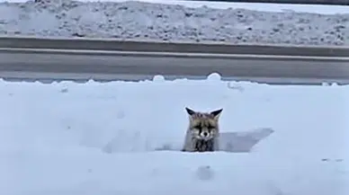 Sivas'ta Kar Esareti: Aç Kalan Yaban Hayvanları Şehre İndi