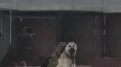 4.9’luk Depremi Kangal Köpekleri Önceden Haber Verdi