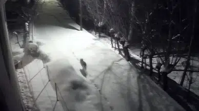 Tedirgin Eden Görüntü: Aç Kurtlar Kapıya Kadar Geldi