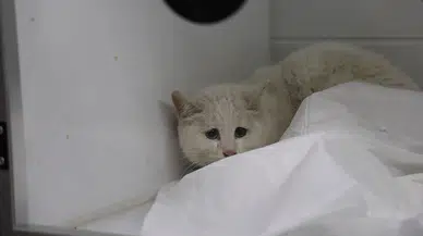 Yangından Kurtarılan 11 Kedinin Tedavisi İçin Seferberlik