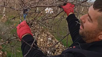 Sarıgöl’de Mevsime Aykırı Görüntü: Bademler Çiçeklendi