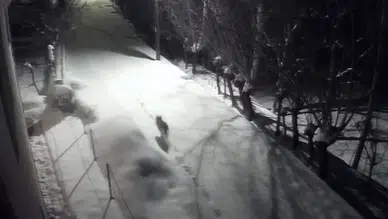 Tedirgin Eden Görüntü: Aç Kurtlar Kapıya Kadar Geldi