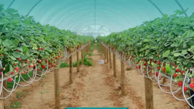 Don Mağduru Çiftçiye 13.2 Milyar TL Destek