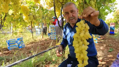Üzüm Üreticisi Fiyat Durgunluğundan Şikâyetçi