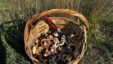 Mantar Sezonu Başladı: Çayır Mantarı İlk Hasadı Yapıldı