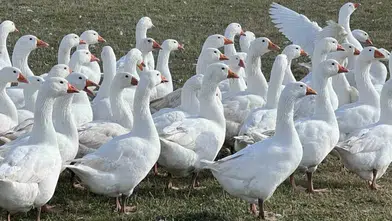 Kar Yağdı, Kaz Mesaisi Başladı