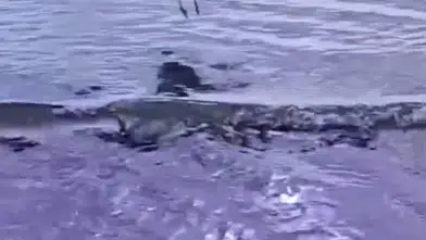 Olta Atığına Takılan Martı Yeniden Kanat Çırptı