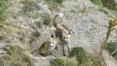 Tilki Ailesinin Sevimli Halleri Kameraya Yansıdı