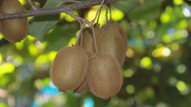 Coğrafi İşaretli: İl Ekonomisine 500 Milyon TL Katkı!