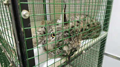 Nesli Tükeniyor! Vaşağa Araba Çarptı, Tedavisi Başladı