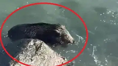 Yaban Domuzu Denize Girdi, Vatandaşlar Şaşkınlıkla İzledi