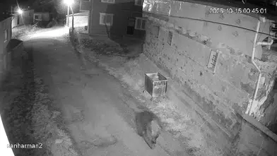 Çöp Alanları Ayıların Kış Uykusu Düzenini Nasıl Bozuyor?