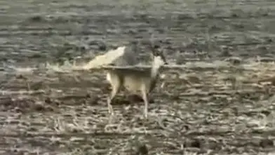 Hafik'te Şaşırtan Anlar: Nesli Tükenen Karaca Belirdi