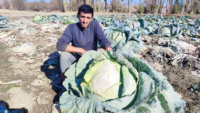 30 Yıllık Geleneğin Sırrı: 50 Kiloya Kadar Büyüyor