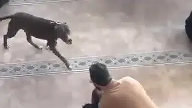 Kocaeli’de cuma namazı vakti camiye pitbull girdi! Cemaat korku dolu anlar yaşadı