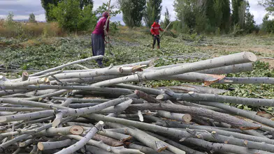 Kömür Fiyatları El Yakıyor: Çareyi Odun Toplamakta Buldular!
