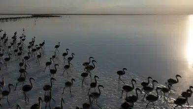 Kuraklık Flamingoları Etkiliyor: "Flamingo Cenneti" Artık Ev Sahipliği Yapamıyor