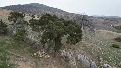 508 Yaşında! Tarihe Tanıklık Eden Ağacı Jandarma Koruyor