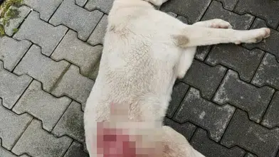 İnegöl’de vahşet! Tüfekle vurulan sokak köpeği yaşamını yitirdi