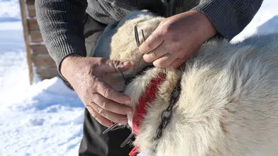 Gürün Çengeli: Çoban Köpeklerini Kurtlara Karşı Koruyan Zırh