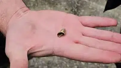 ‘Öldü’ sanılan kedi, bacağında mermiyle geri döndü