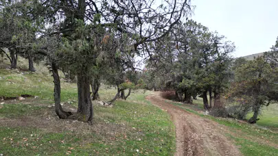 Tokat Günçalı Ardıç Ormanı: Şehit Kanından Filizlenen Tarih