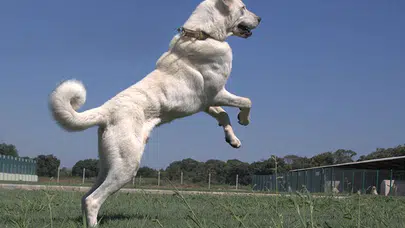 Osmanlı Kangal Köpeğini Savaşta Kullanmış!