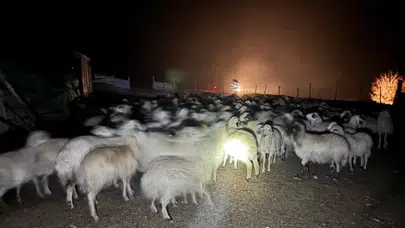 Erzincan’da sis alarmı! 200 koyun için zorlu arama