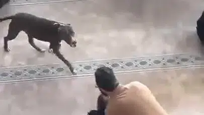 Kocaeli’de cuma namazı vakti camiye pitbull girdi! Cemaat korku dolu anlar yaşadı