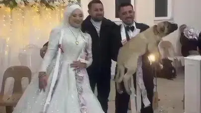 Düğün Hediyesi Şaşırttı: Damada 100 Bin Liralık Çoban Köpeği Hediye!