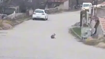 Gemerek’te Sokak Aralarında Görüntülenen Tilki Dikkat Çekti