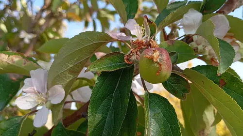 Kışa Girerken Yazıhan'da Elma Şaşkınlığı: Ağaç Çiçek Açtı
