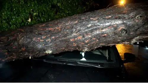 Dev Ağaç Devrildi: Araç ve Binada Hasar