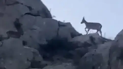 Malatya Yazıhan Kırsalında Nadir Görüntü: Yaban Keçisi Sürüsü