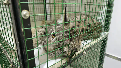 Nesli Tükeniyor! Vaşağa Araba Çarptı, Tedavisi Başladı