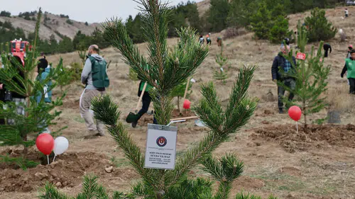 21 Lokasyonda 90.000 Fidan: Sivas Geleceğe Nefes Oluyor
