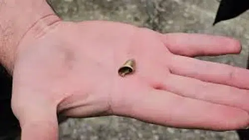 ‘Öldü’ sanılan kedi, bacağında mermiyle geri döndü