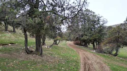 Tokat Günçalı Ardıç Ormanı: Şehit Kanından Filizlenen Tarih