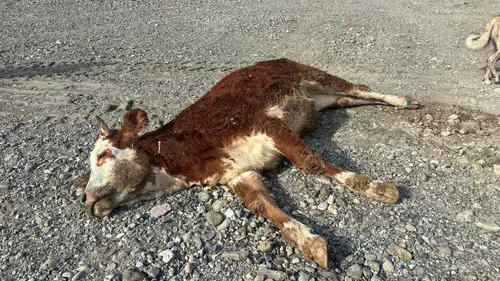 Erzincan’da skandal görüntüler! Şaplı hayvanlar gece gizlice bırakıldı